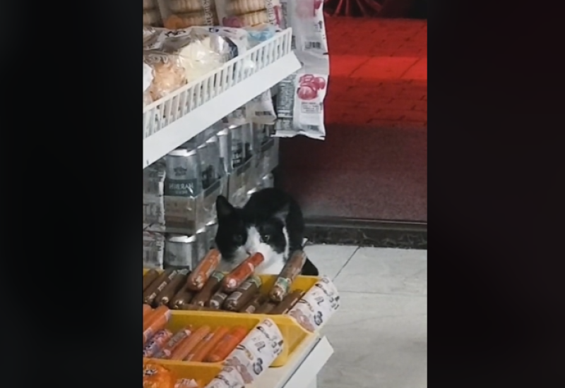 Mačak krao hranu, postao hit na TikToku