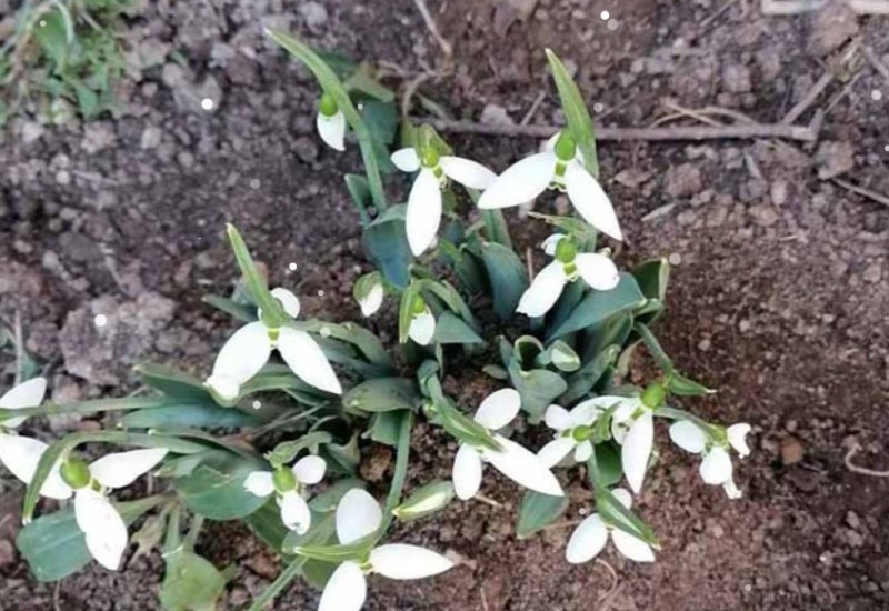 Procvjetale visibabe u januaru