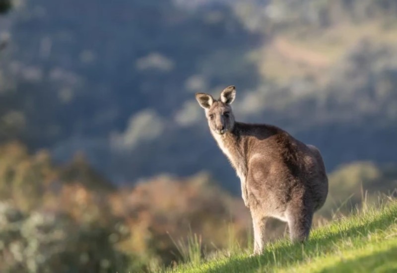 Egzotične životinje na balkanskim ulicama