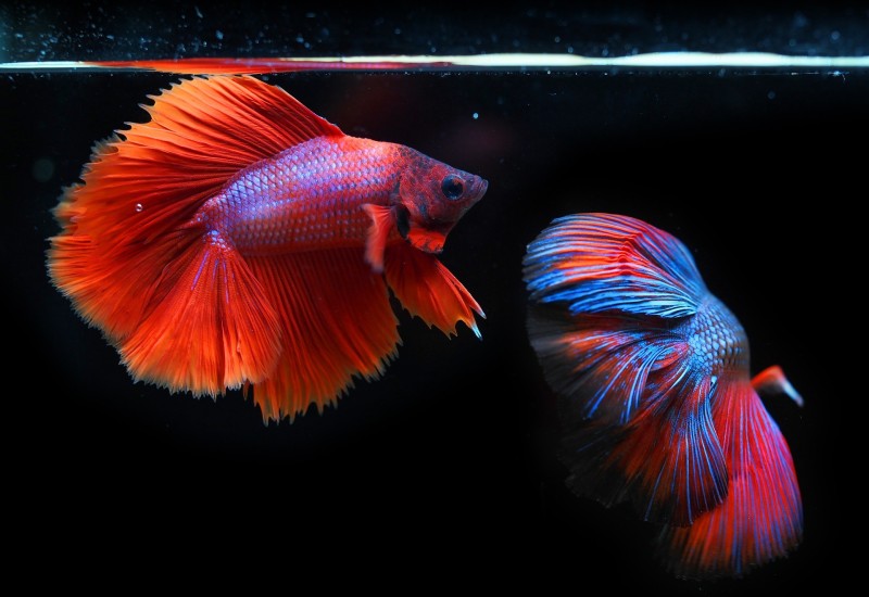 Akvarijumska ribica počinila prevaru s kreditnom karticom u prenosu uživo na Jutjubu