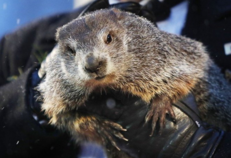Čuveni mrmot Fil predviđa: Koliko će još trajati zima?