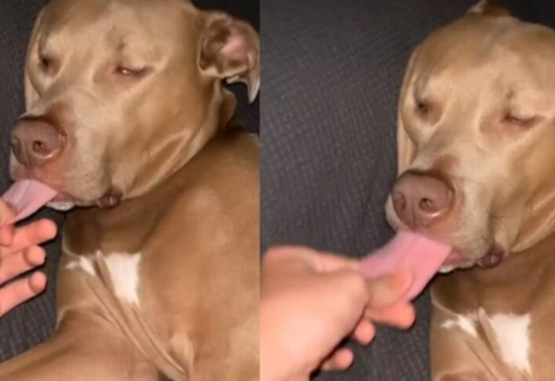 Vlasnik pokazao šta se dogodi kada psa povučemo za jezik (VIDEO)