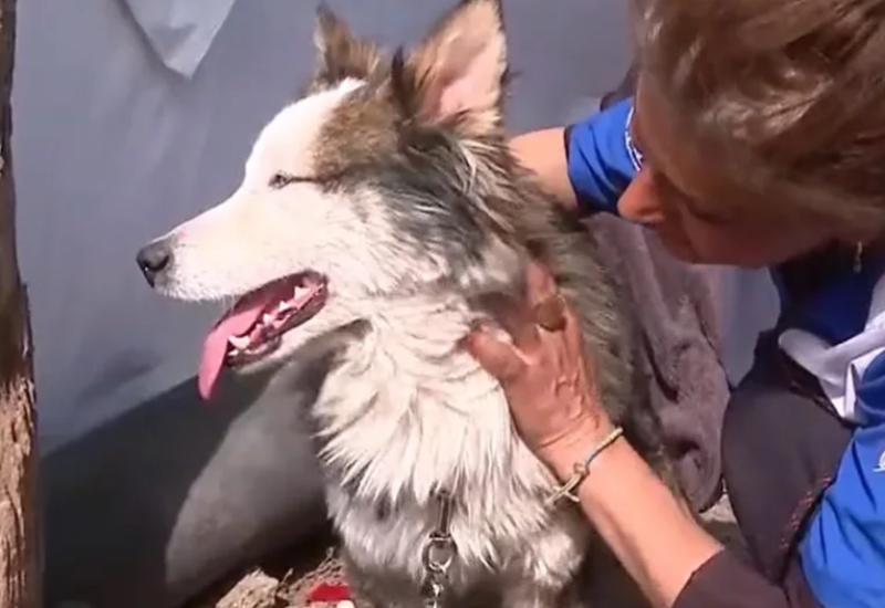 Video iz Turske koji će vas rastopiti: Haskija spasili nakon 23 dana (VIDEO)