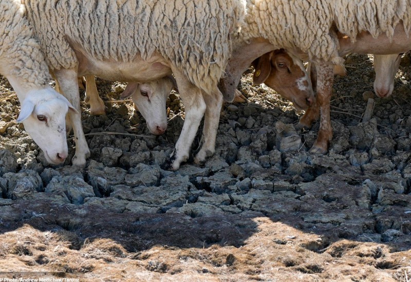 Nezapamćena suša na Siciliji, stočari ubijaju životinje: Prizori su potresni VIDEO