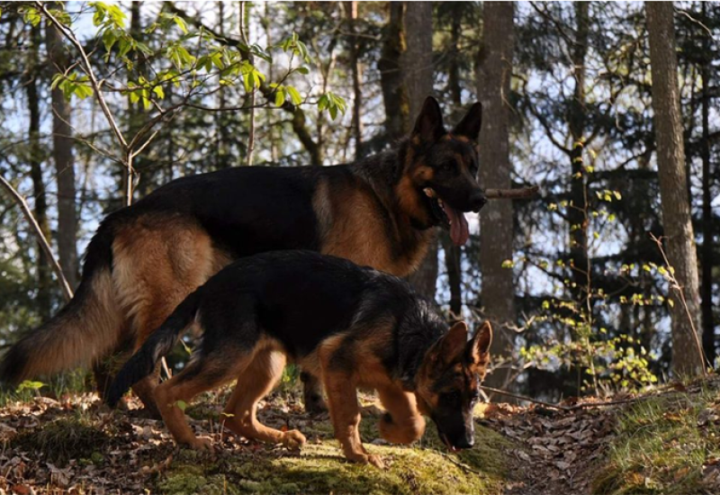 ZADAR: Dva ovčara istrčala iz dvorišta, napala osamdesetogodišnju ženu