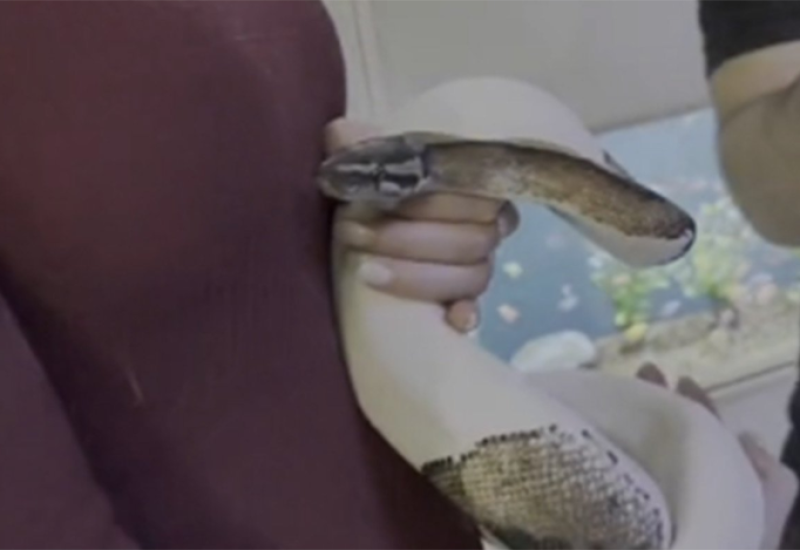 Sarajevsku voditeljku tokom snimanja ugrizla zmija (VIDEO)