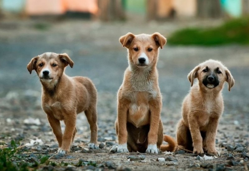 Želite li novog ljubimca? Psi u azilu na Manjači čekaju na novi dom