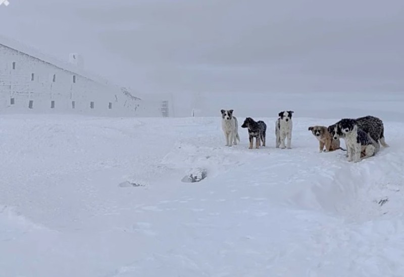 Šest kučića zaglavljeno na vrhu Bjelašnice, službe tvrde da im ne mogu prići kako bi ih spasili