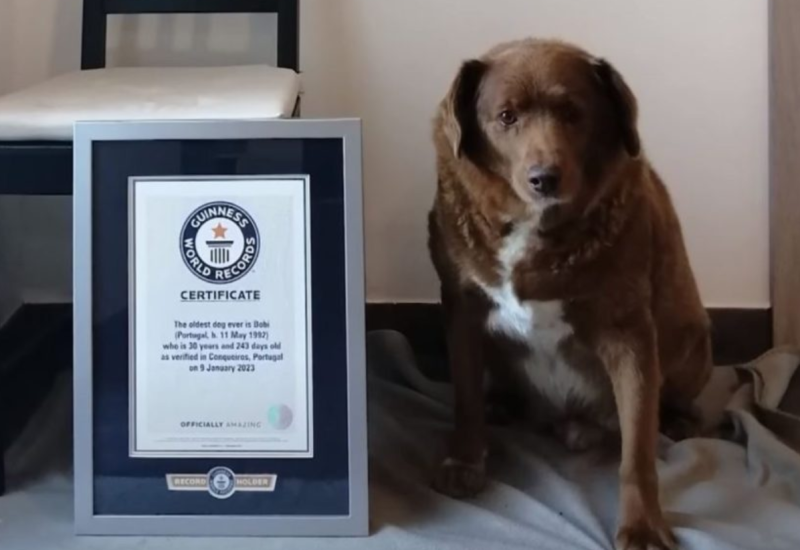 Najstariji pas svih vremena ušao u Ginisovu knjigu rekorda