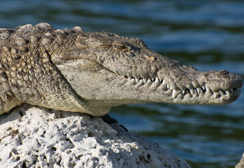 Tinejdžera ugrizao krokodil dok je bježao od poplava
