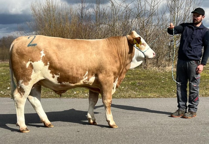 Bik prodat za nevjerovatnih 144.000 evra