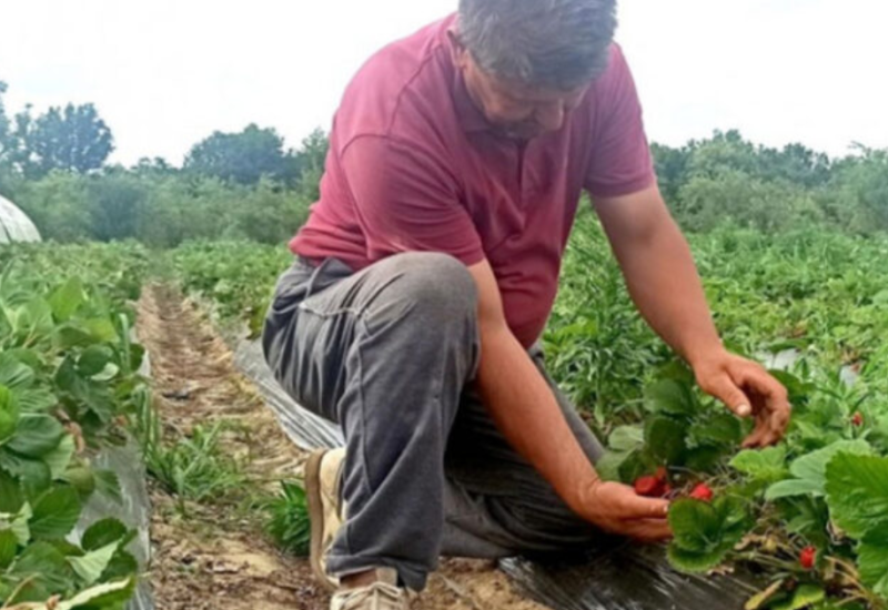 Najviše radnika iz BiH! Evo kolika je dnevnica berača jagoda u Hrvatskoj