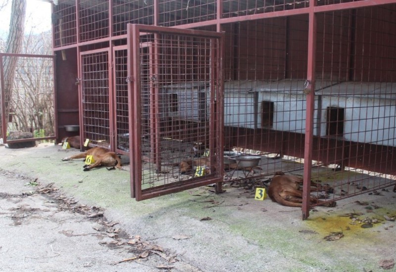 Trebinjski lovci sve glasnije negoduju, otrovano više od 20 lovačkih pasa