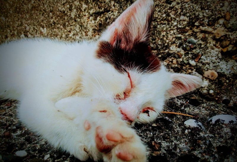 Mačke mogu biti ključni svjedoci, jer čuvaju uzorke DNK osoba koje su bile u njihovoj blizini