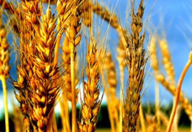 Rusija se vratila među pet najvećih izvoznika žita u EU