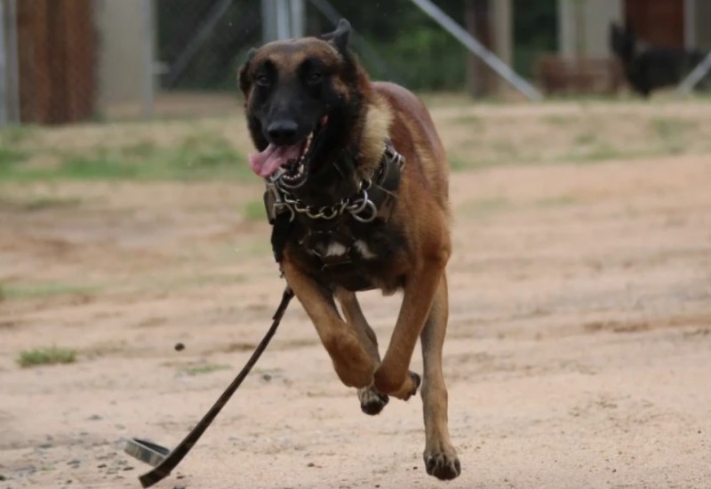 Incident u Banjaluci: Pas se otrgao sa povoca i izgrizao troje djece