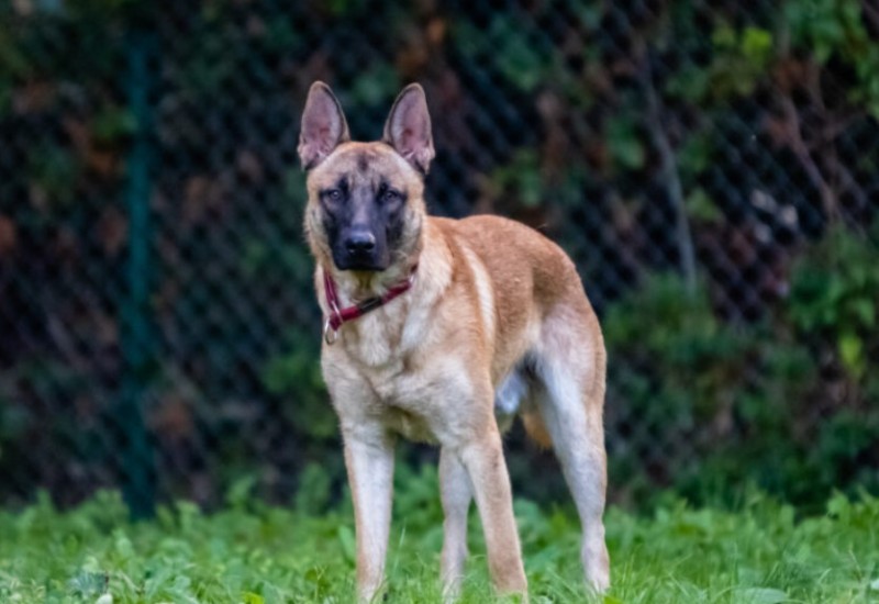 Detalji napada psa na djecu u Banjaluci: Nije imao korpu, otrgao se vlasniku