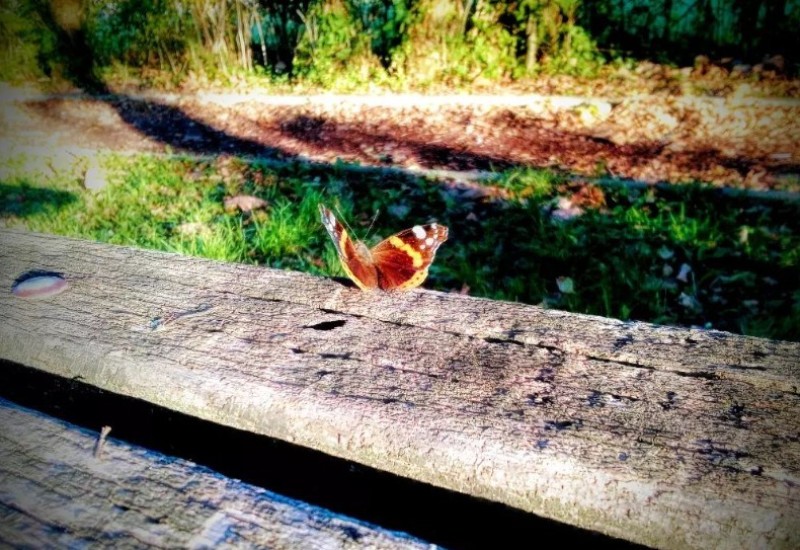 Klimatske promjene: Rekordno visoke temperature tokom tople zime