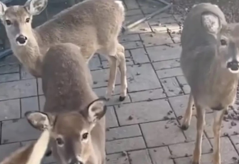 Ženi se ispred vrata pojavila grupa jelena, njena reakcija oduševila mreže (VIDEO)