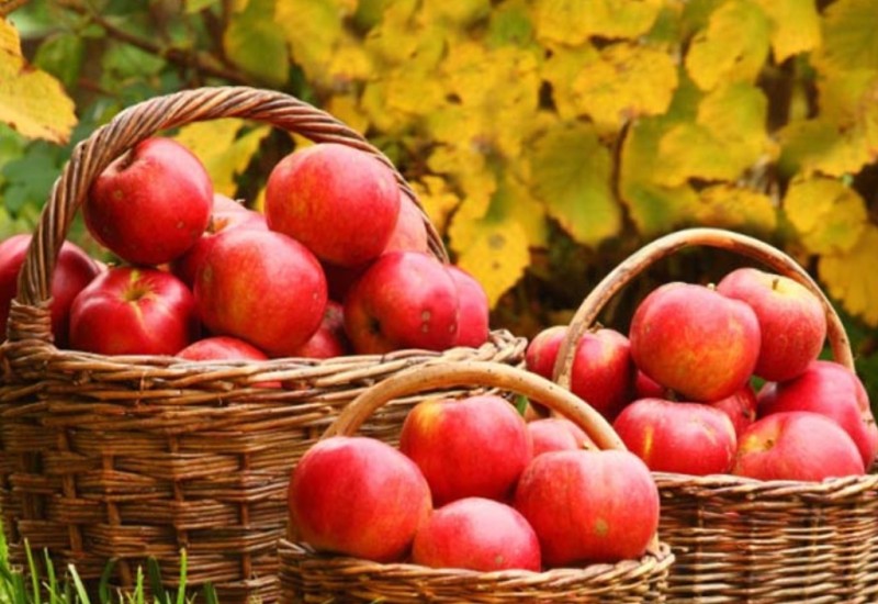 Pune rafe uvoznog voća: Zbog prestanka izvoza u Rusiju domaća jabuka čeka u hladnjačama