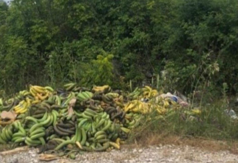 Pronađena veća količina bačenih banana: Jesu li ovo one u kojima je pronađen kokain