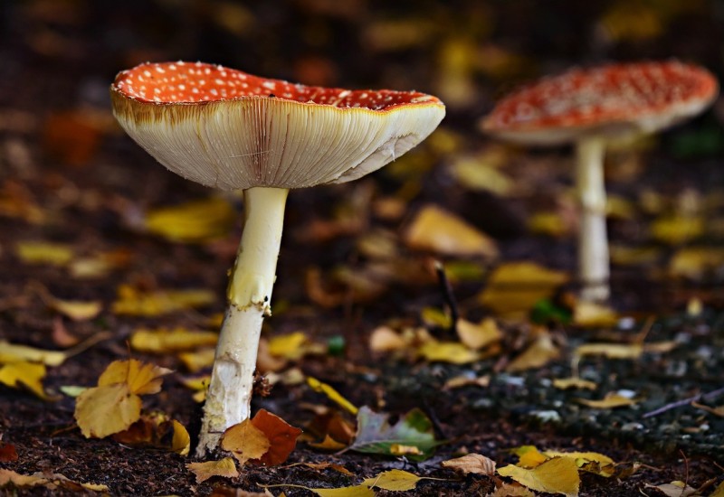 Sakupljači gljiva imali dobru sezonu