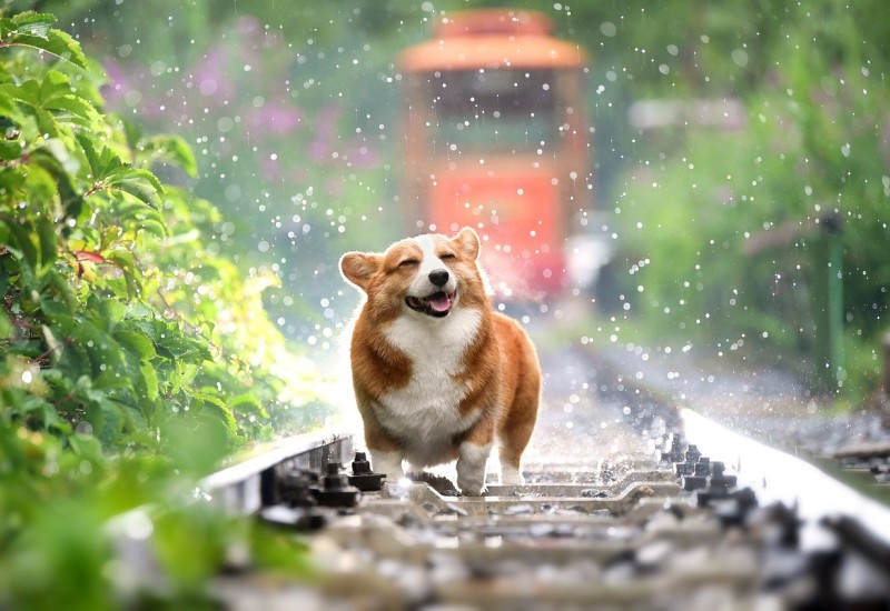 Dan zaštite životinjskih vrsta