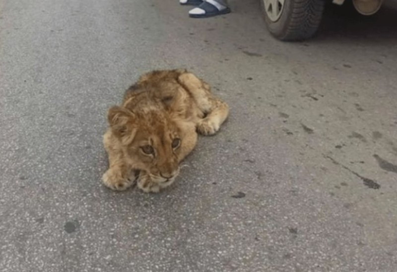 Otkazuju joj organi, prestala da uzima hranu: Mala lavica Kiki sve lošije
