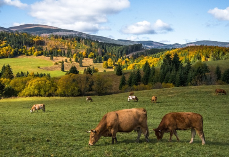 Litar mlijeka koštaće kao litar goriva