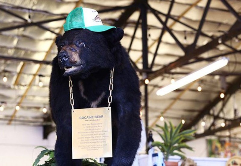 Pablo EskoBear: Medvjed koji je pojeo 40 vrećica kokaina i tako razotkrio krijumčare