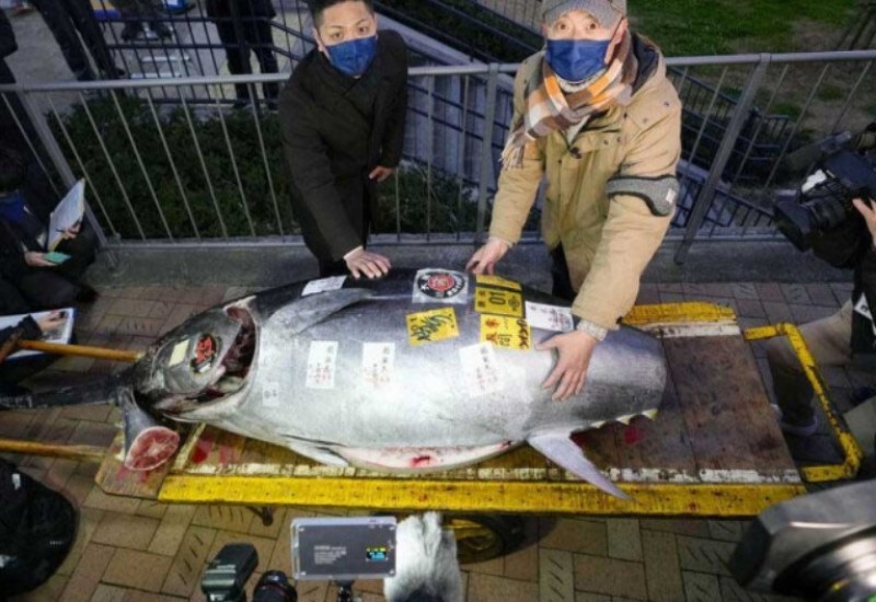 Tuna na aukciji u Japanu prodata za 257.000 evra