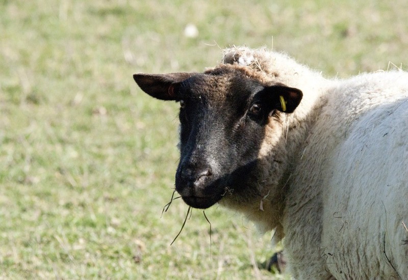 Pametniju ovcu niste vidjeli: Našla način da stado izvuče iz tora (VIDEO)