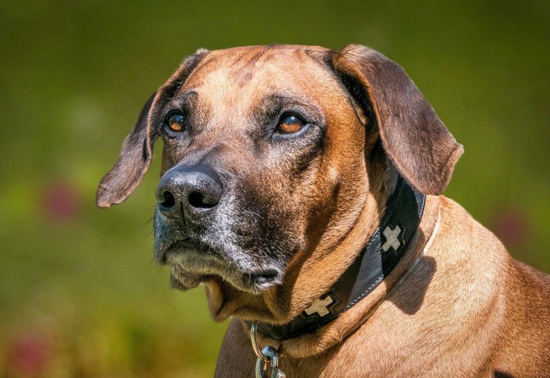 Hiljade ljudi na ulicama zbog lovačkih pasa