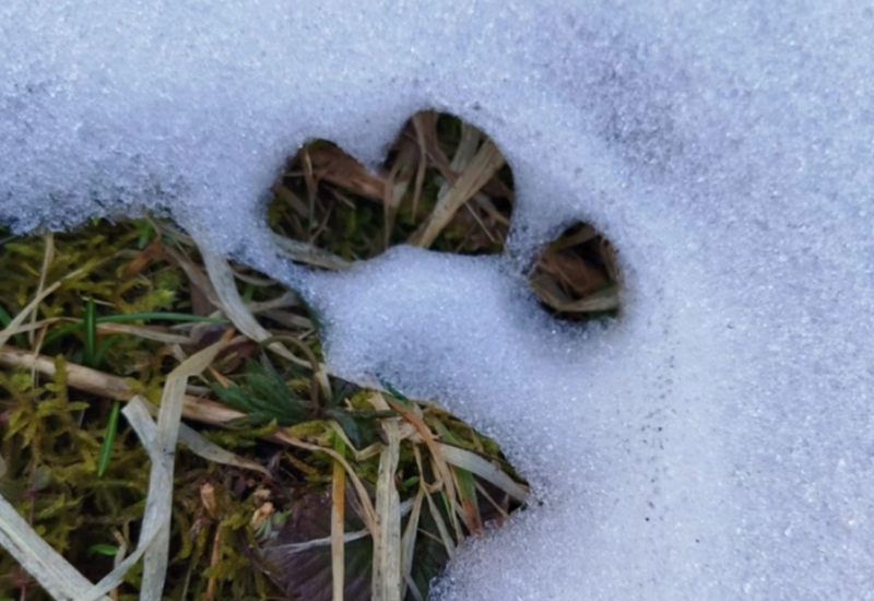 Medvjedica sa mladima sišla u Sarajevo: "Ne bacajte hranu" (FOTO)