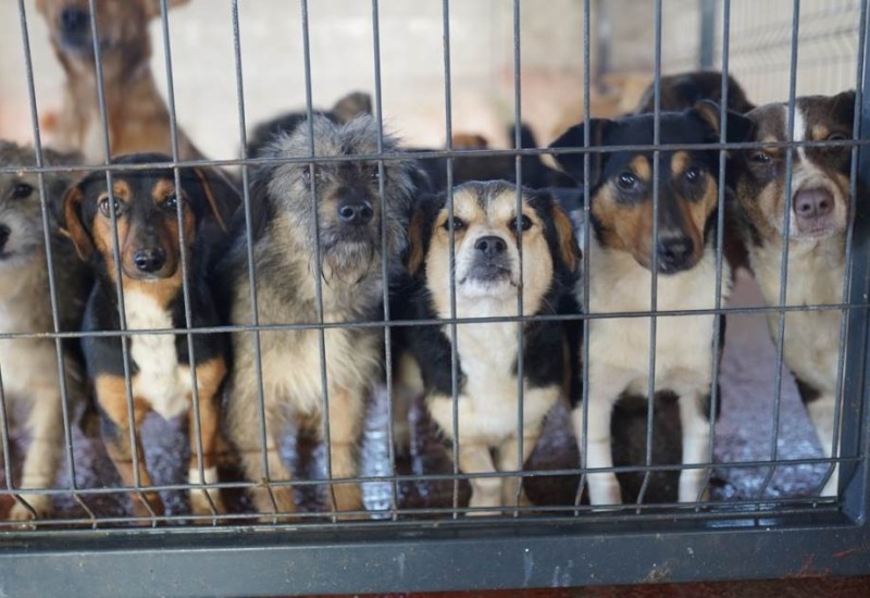 MANJAČA: Dan otvorenih vrata u azilu