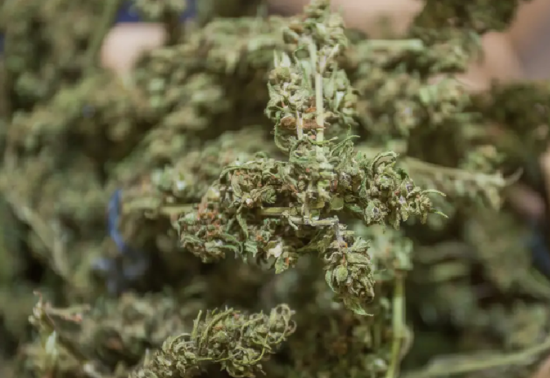 Zaplijenjeno 32 tone marihuane u Španiji