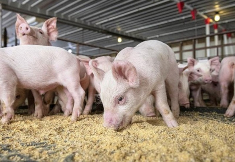 Praznični prasići postaju luksuz, cijena došla na 10 KM