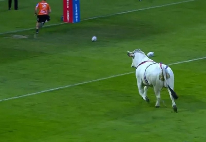 Bik napao igrače tokom meča u Francuskoj (VIDEO)