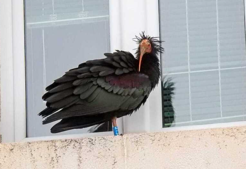 Jedna od najrjeđih ptica na svijetu pronađena mrtva u dolini Neretve