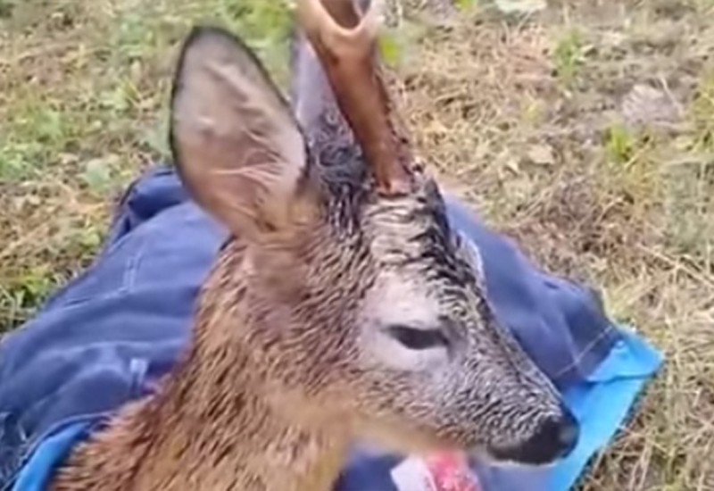 Vatrogasci spasili srndaća iz poplave, on im jeo iz ruke (VIDEO)