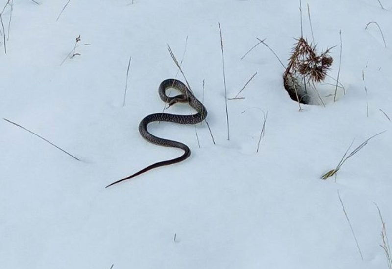 Vjerovali ili ne: U snijegu pronađena zmija (FOTO)