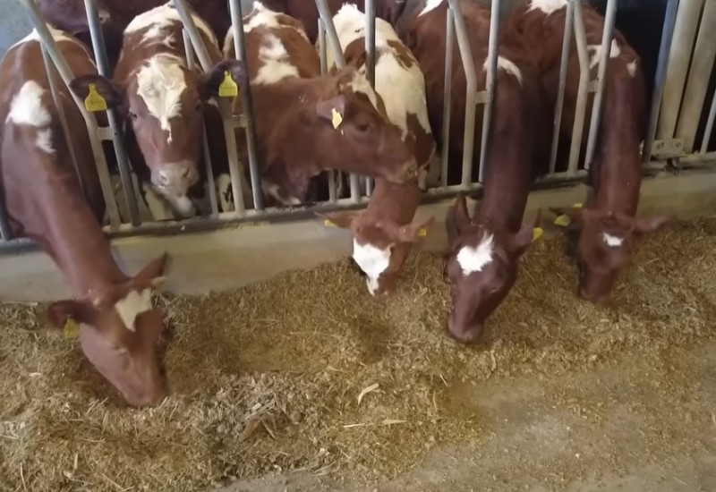 Romanijski mljekari traže rješenja za opstanak