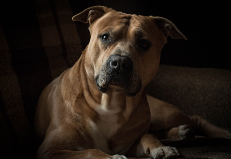 Staford izujedao maltezera i njegovu vlasnicu