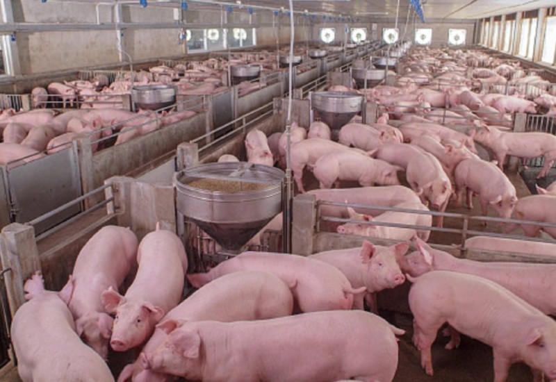 Nova žarišta afričke kuge u Srpskoj