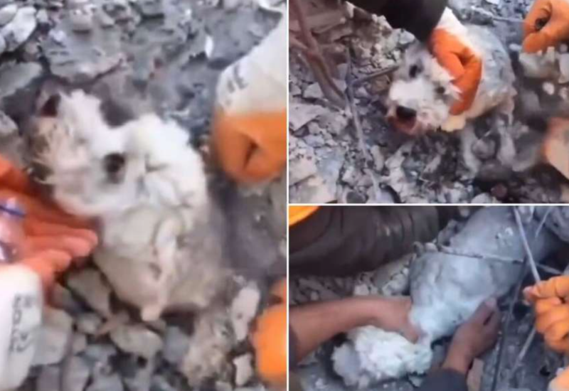 Spasioci pronašli nepovrijeđenu životinju: Psa od smrti spasla žičana armatura (VIDEO)