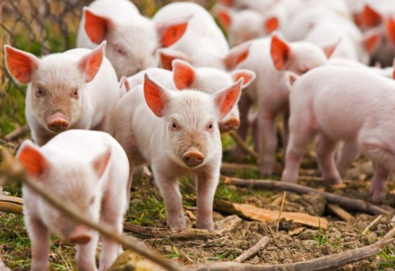 Opet poskupjeli prasići u Srpskoj: Pred Vaskrs možemo očekivati rekordnu cijenu