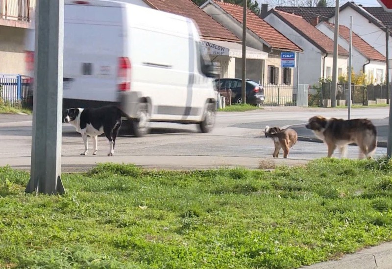 Psi izgrizli muškarca (65)