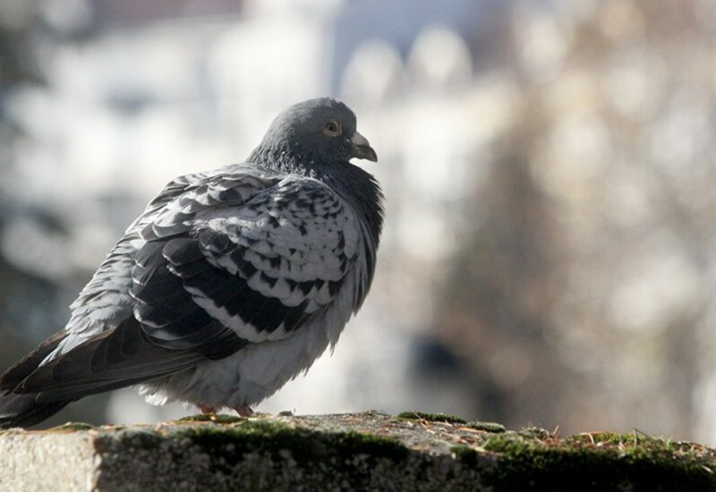 U popularnom restoranu lovili golubove na ulicama, te ih servirali kao PEČENU PATKU