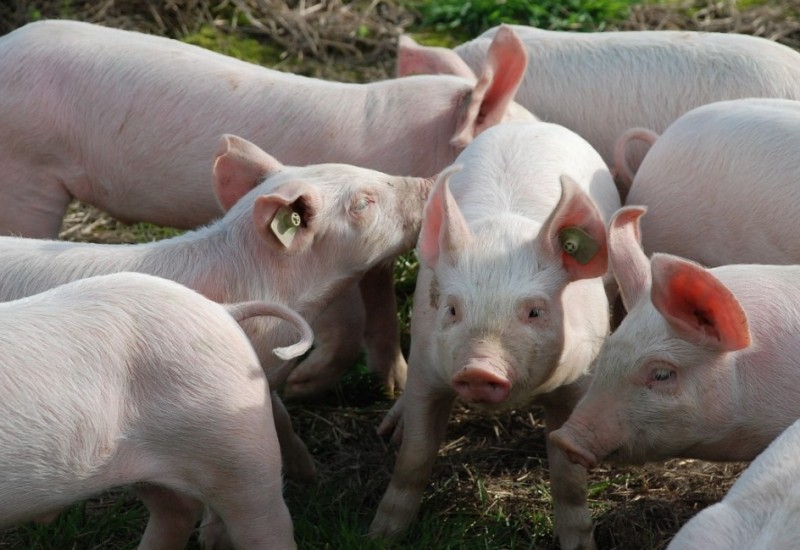 Eutanazirano 28.784 svinja: Afrička kuga potvrđena na 560 imanja u BiH