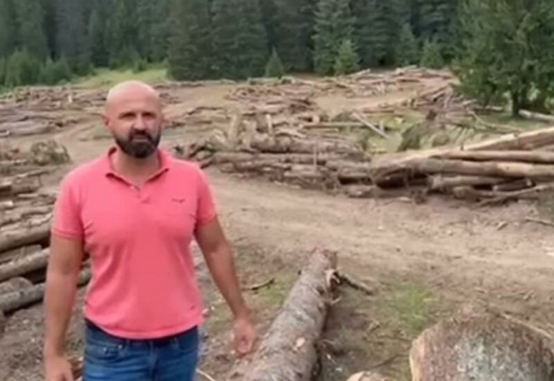 "Da li se ovako brane naša prirodna bogatstva" Plavšić upozorava na bespravnu sječu šuma